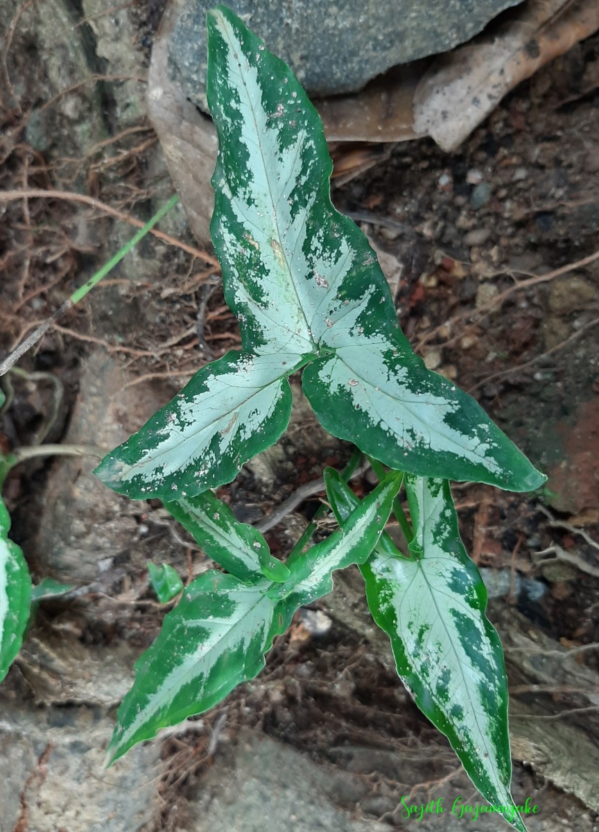 Syngonium angustatum Schott